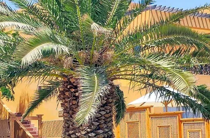 Hotel Stella Makadi 5 Hurghada